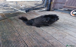 Chow Chow dogs for sale: Black chow chow  - Image 3
