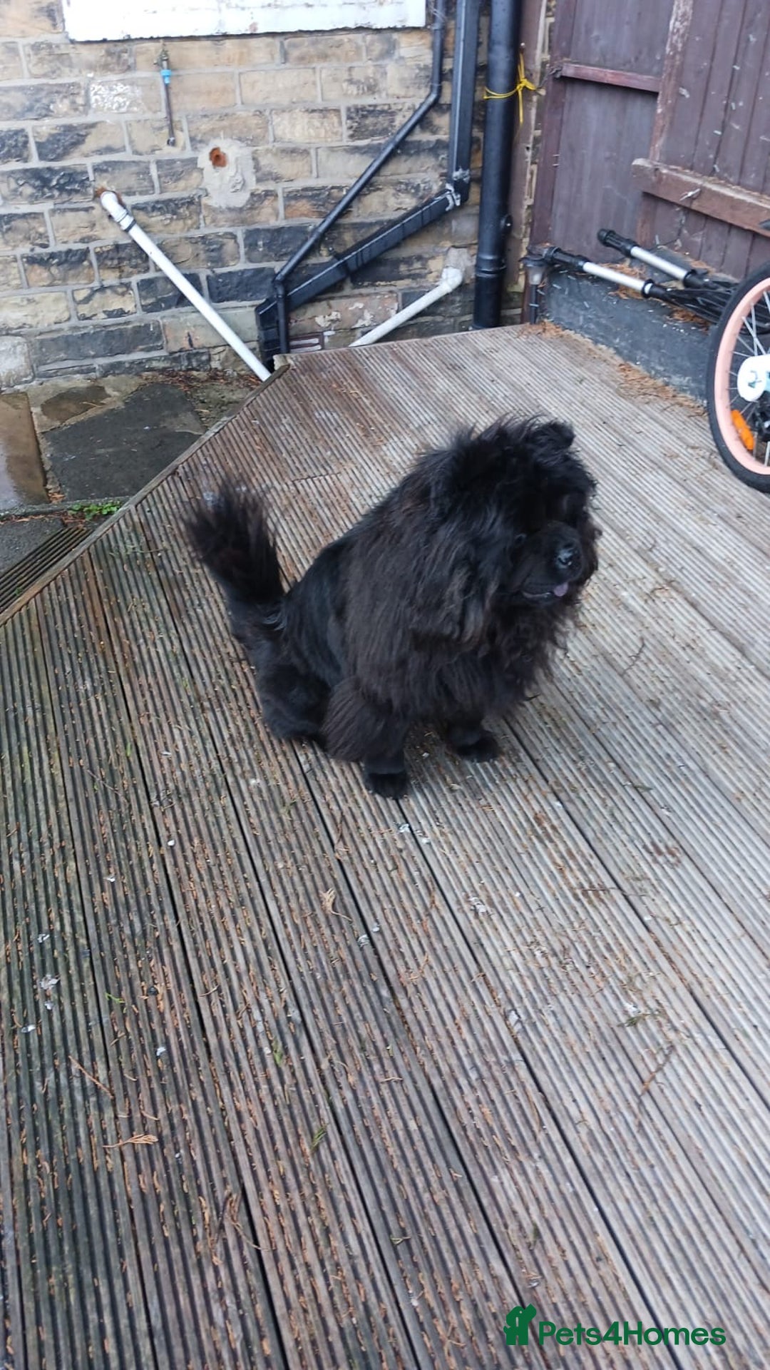 Chow Chow dogs for sale: Black chow chow  - Image 3