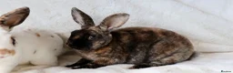Rex rabbits for sale: Gorgeous mini rex boys.  in Kettering - Advert 3
