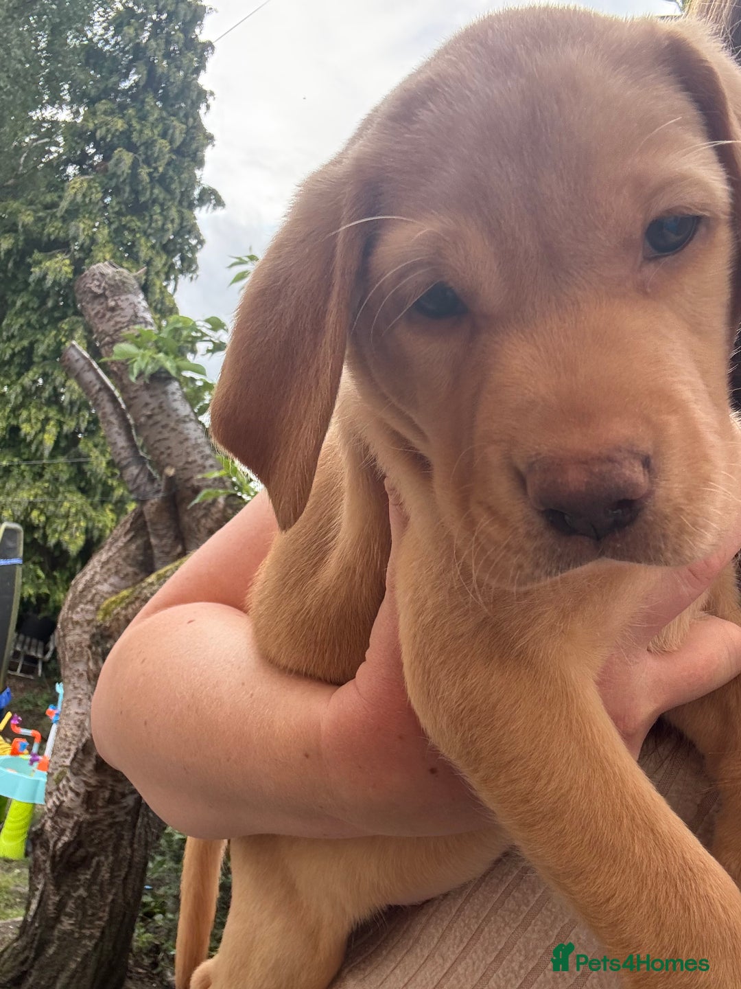 Labrador Retriever dogs for sale: KC registered Labrador retrievers for sale  - Image 4