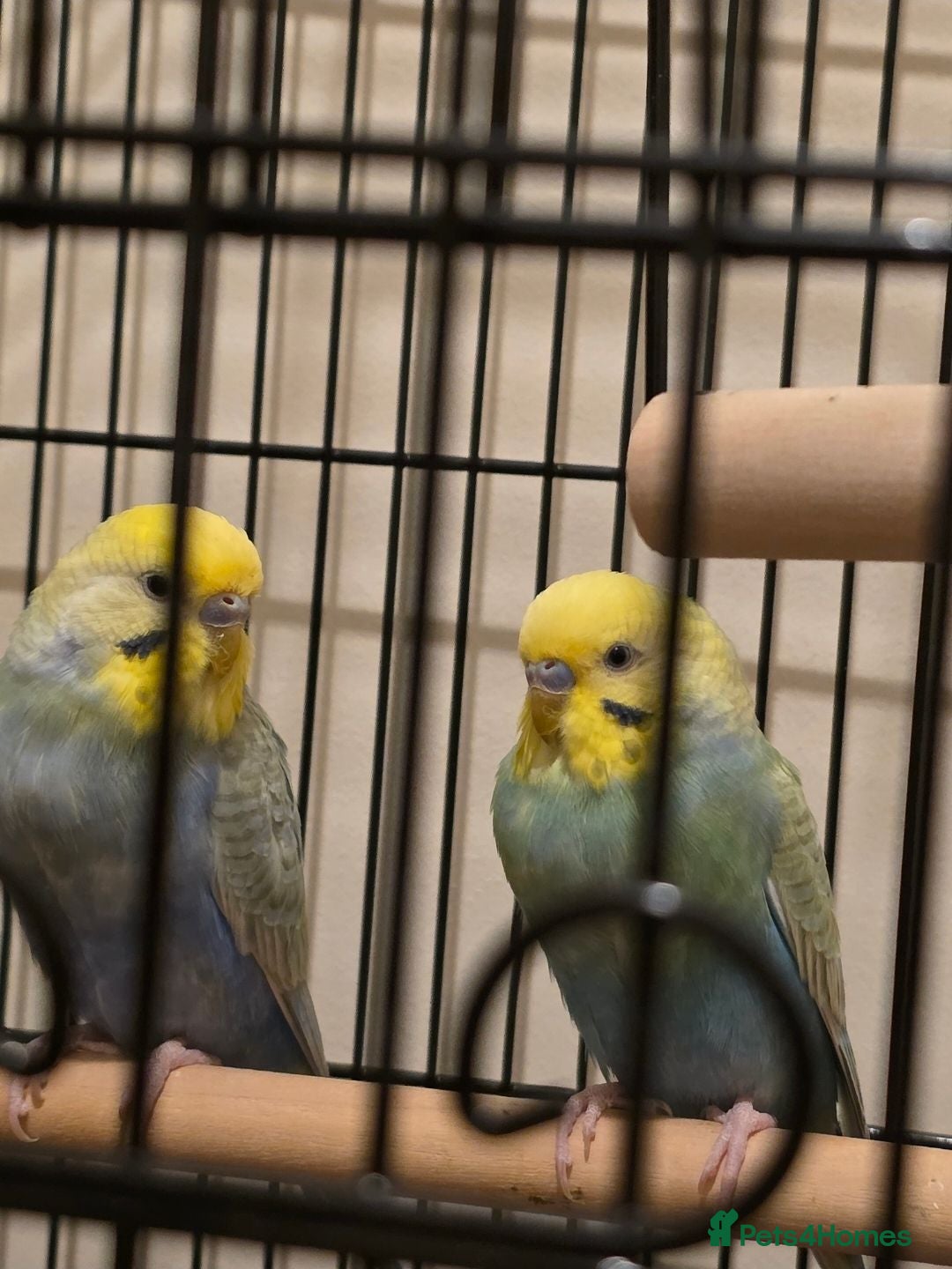 Budgerigars birds Budgie for urgent sale - Advert 1