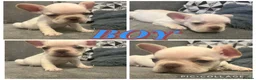 French Bulldog dogs for sale: 7 French Bulldogs KC registered  - Advert 12