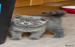 Scottish Fold cats for sale: 4 lovely kittens looking for new family  - Image 24