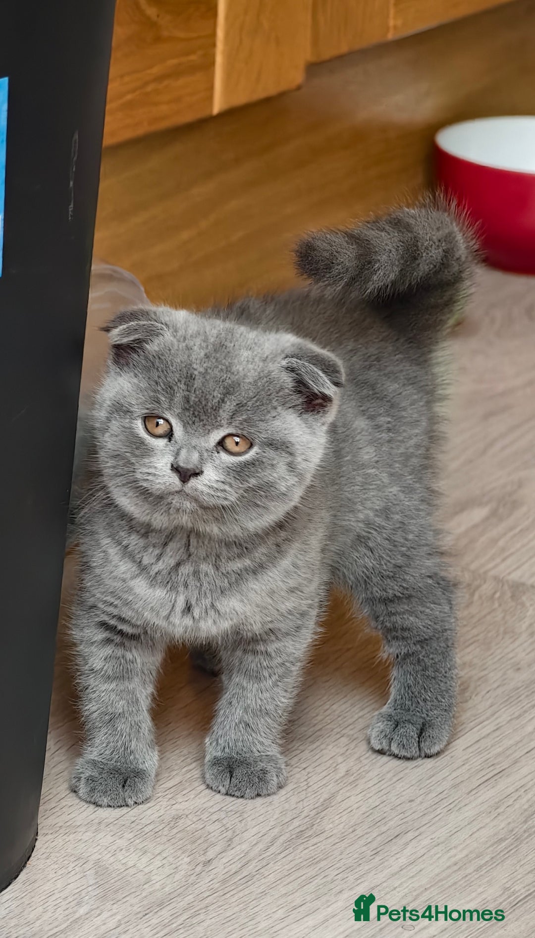 Scottish Fold cats for sale: 4 lovely kittens looking for new family  - Image 24