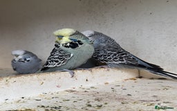 Budgerigars birds for sale: Exhibition budgie flock asap - Image 7
