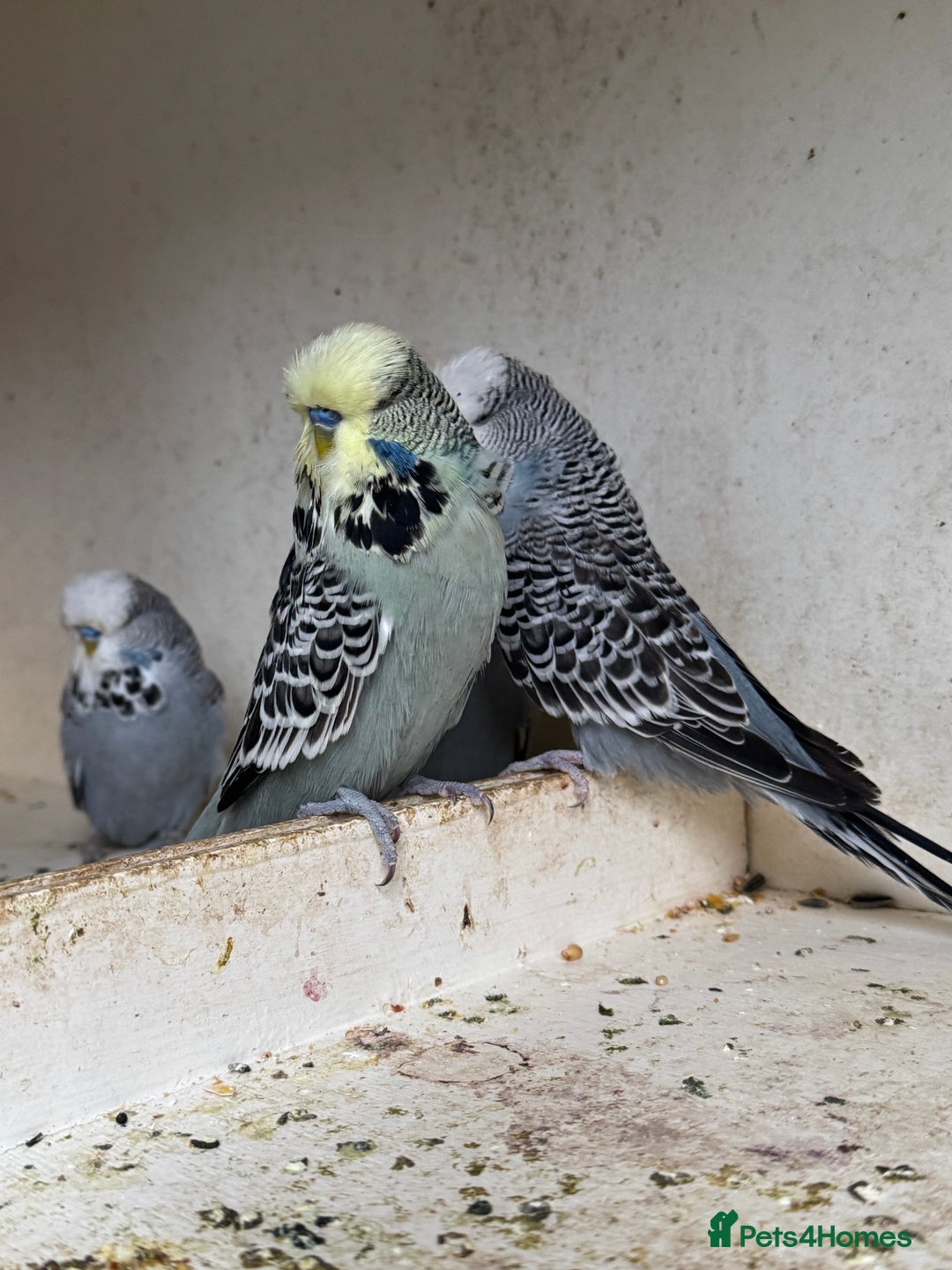 Budgerigars birds for sale: Exhibition budgie flock asap - Image 7