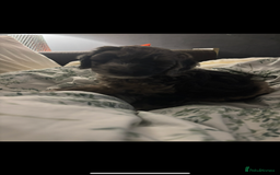 Sproodle dogs for sale: 9 week old male Merle Sproodle - Advert 3