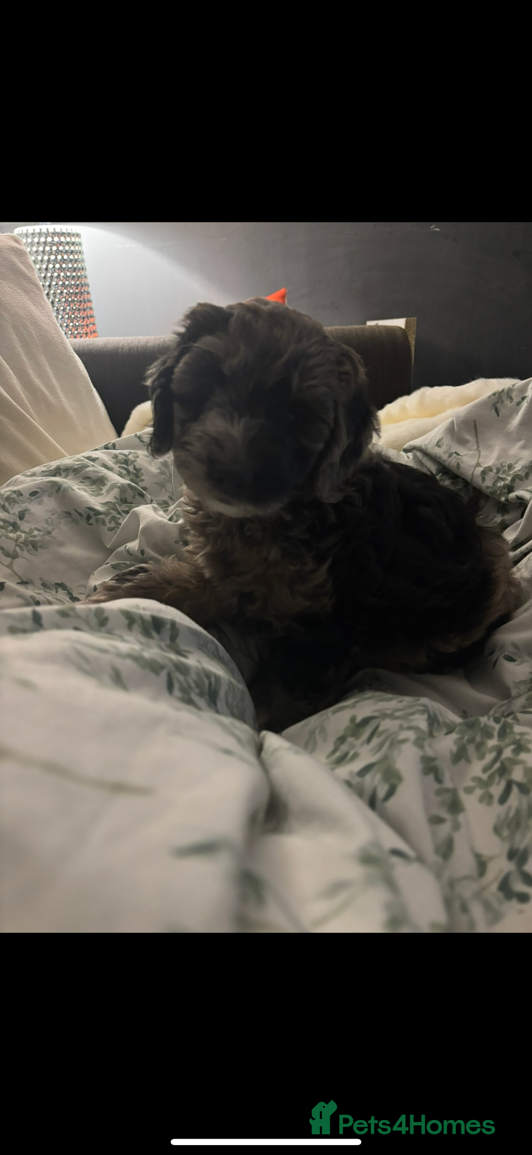 Sproodle dogs for sale: 9 week old male Merle Sproodle - Advert 3