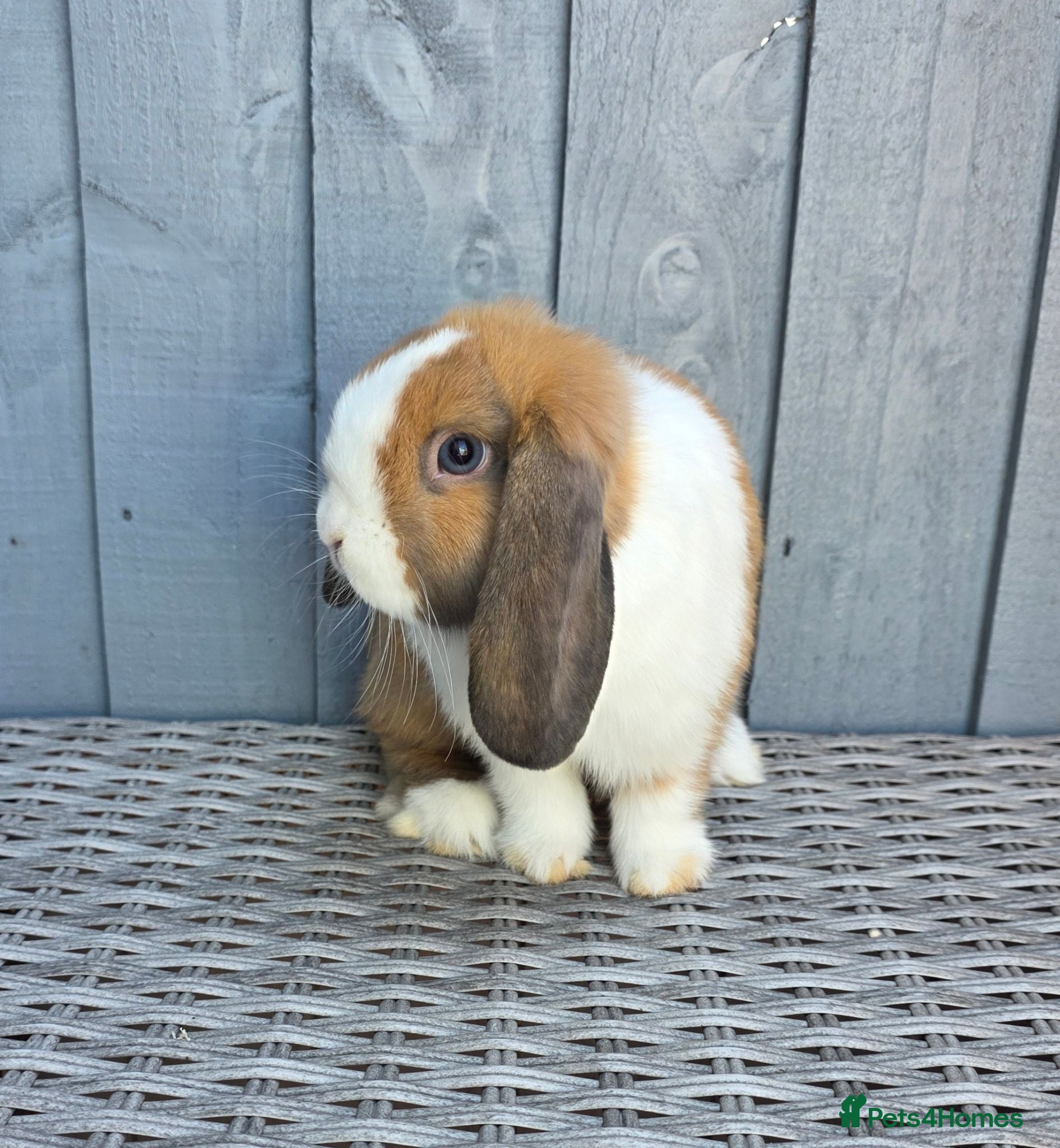 Mini Lop rabbits 2 Baby boy mini lops for sale - Advert 2
