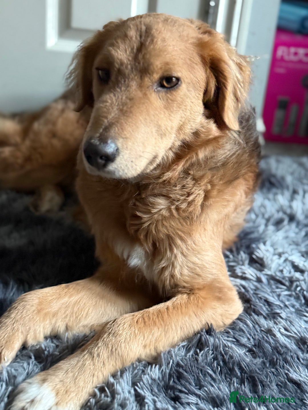 Mixed Breed dogs for adoption: Sweet Nathan Is looking for Love  - Image 11