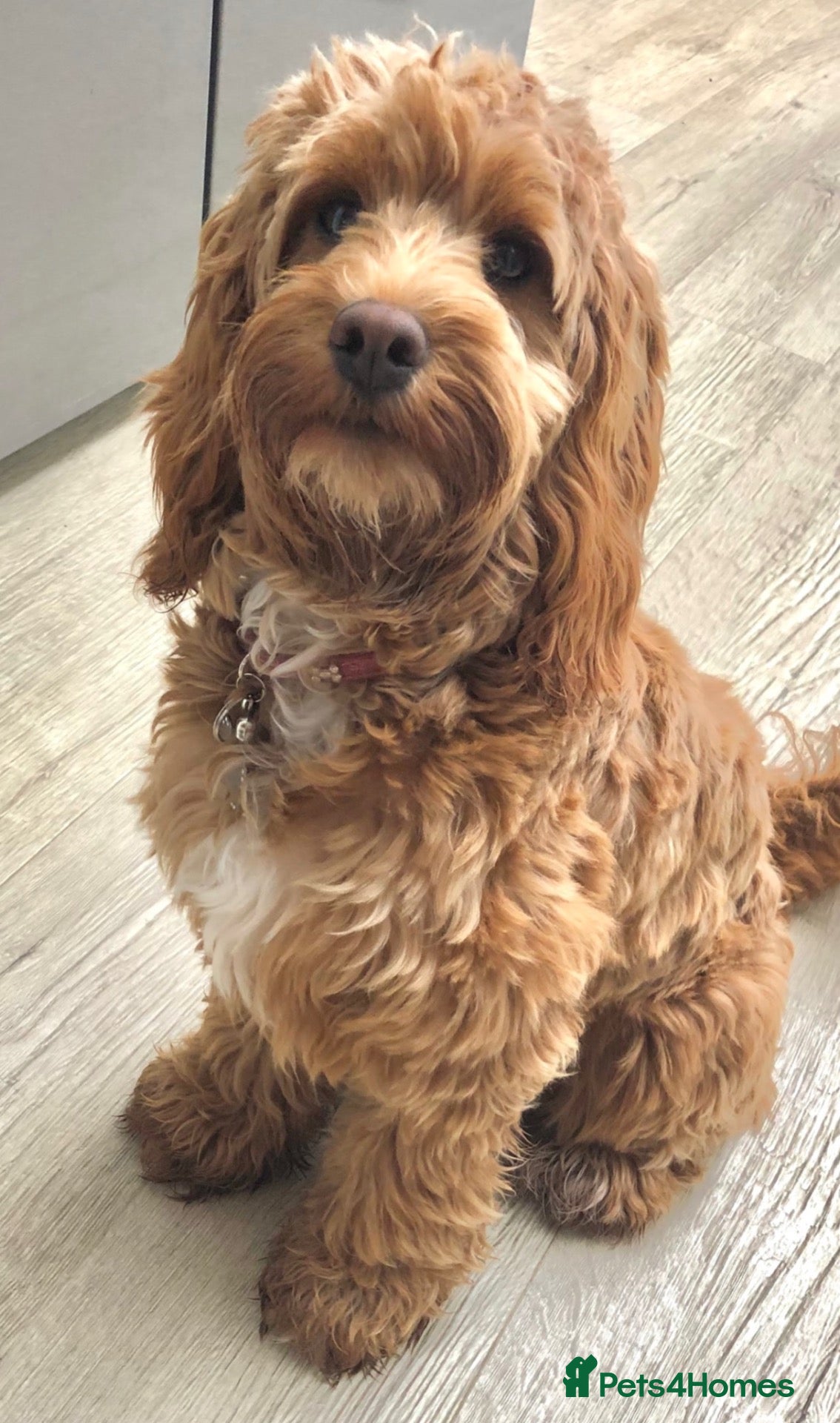 Cockapoo dogs for sale: Cockapoo Heidi - Advert 4