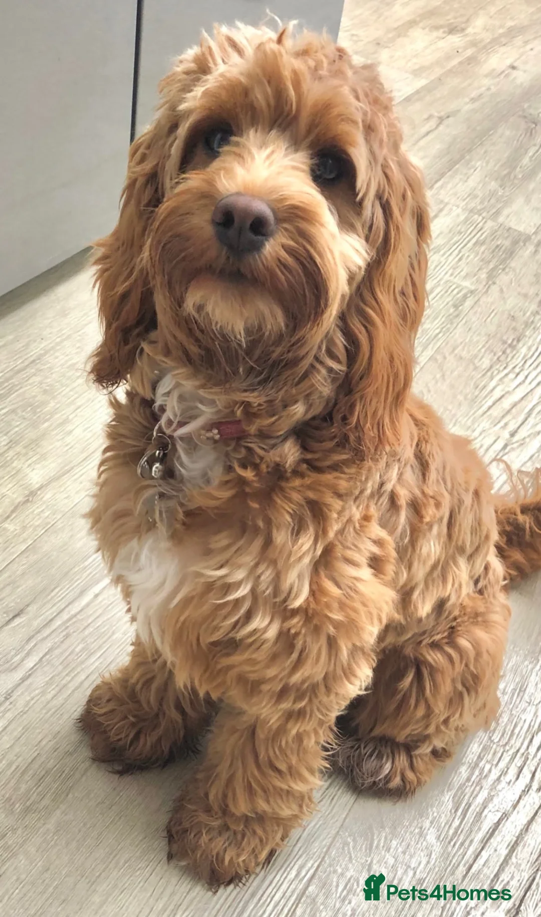 Cockapoo dogs for sale: Cockapoo Heidi - Advert 1