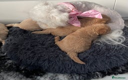 Maltipoo dogs for sale: 💗💙 **  TOY MALTIPOOS💗💙 - Image 2