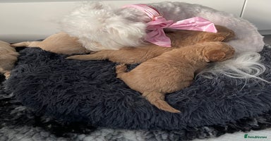 Maltipoo dogs - Advert 1