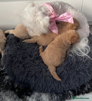 Maltipoo dogs - Advert 1