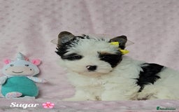 Yorkshire Terrier dogs for sale: Adorable Colourful yorkies 3 LEFT - Image 10