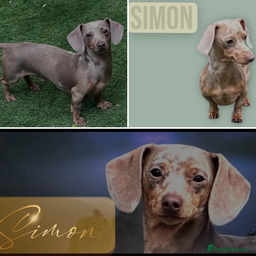 Miniature Dachshund dogs for sale: KC Mini Dachshunds Blue/Isabella & Cream dapple - Advert 11