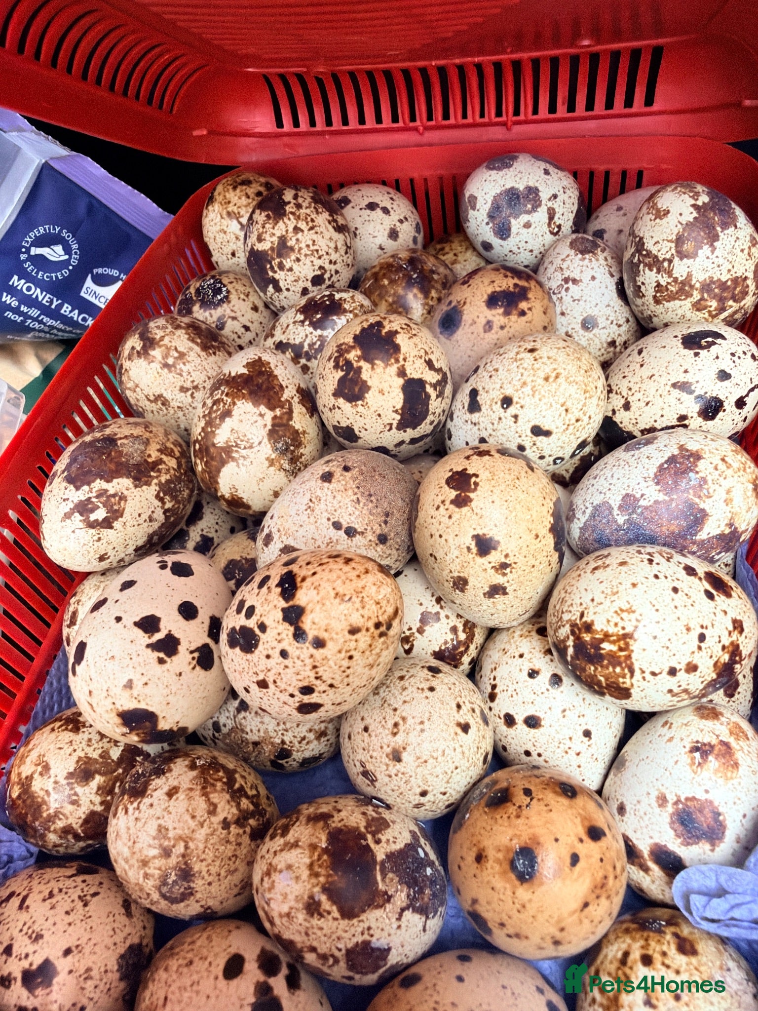 Quail poultry Hatching Estonian Quail egg for sell - Advert 3