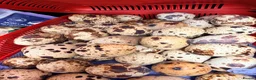 Quail poultry for sale: Hatching Estonian Quail egg for sell in London - Advert 1