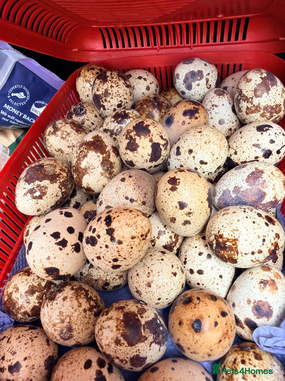 Quail poultry for sale: Hatching Estonian Quail egg for sell in London - Advert 1