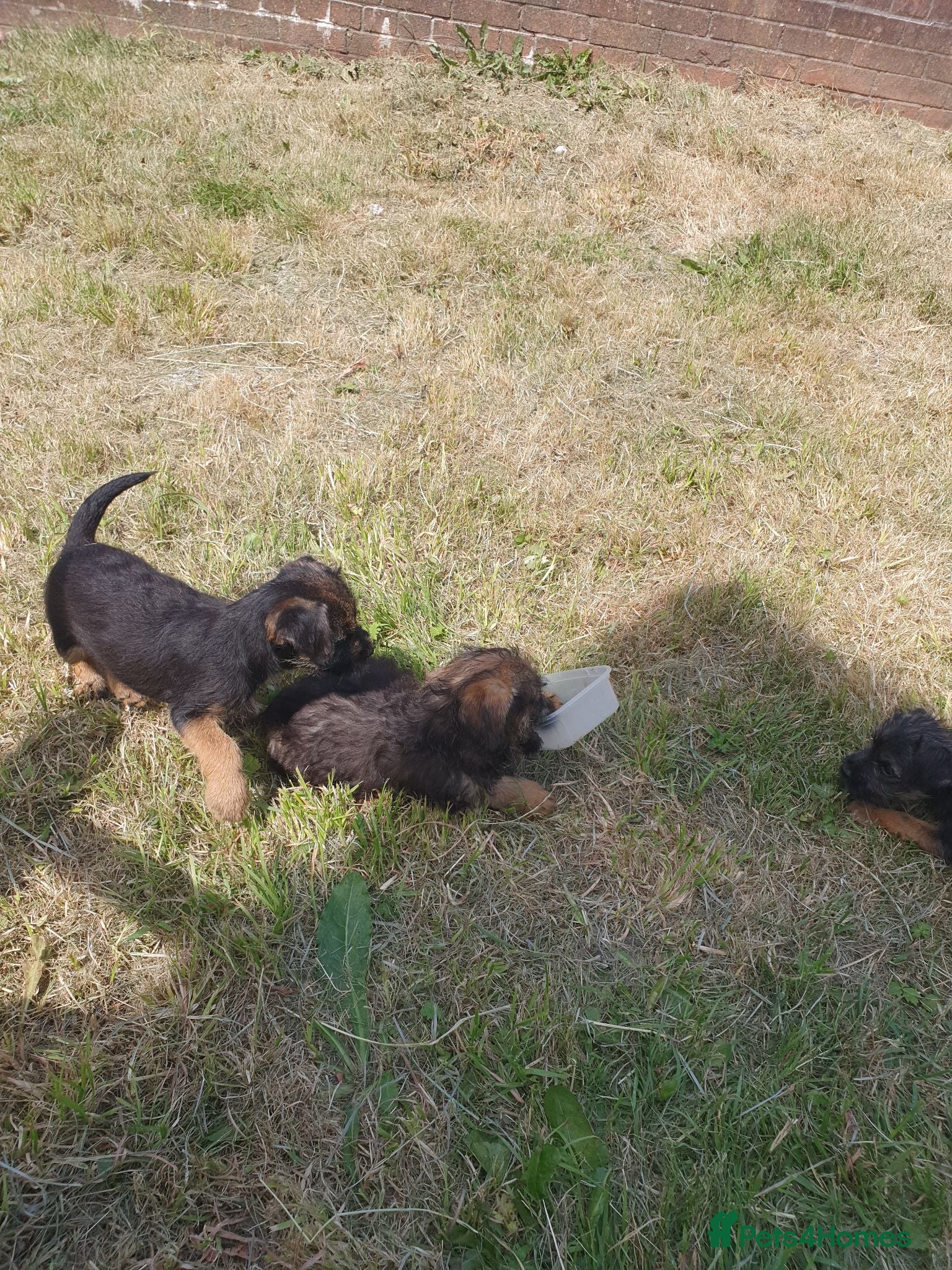 Border Terrier dogs 3 litter boarder terrier puppies 1 girl and 2 boys - Advert 5