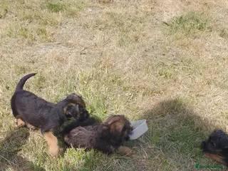Border Terrier dogs 3 litter boarder terrier puppies 1 girl and 2 boys - Advert 1