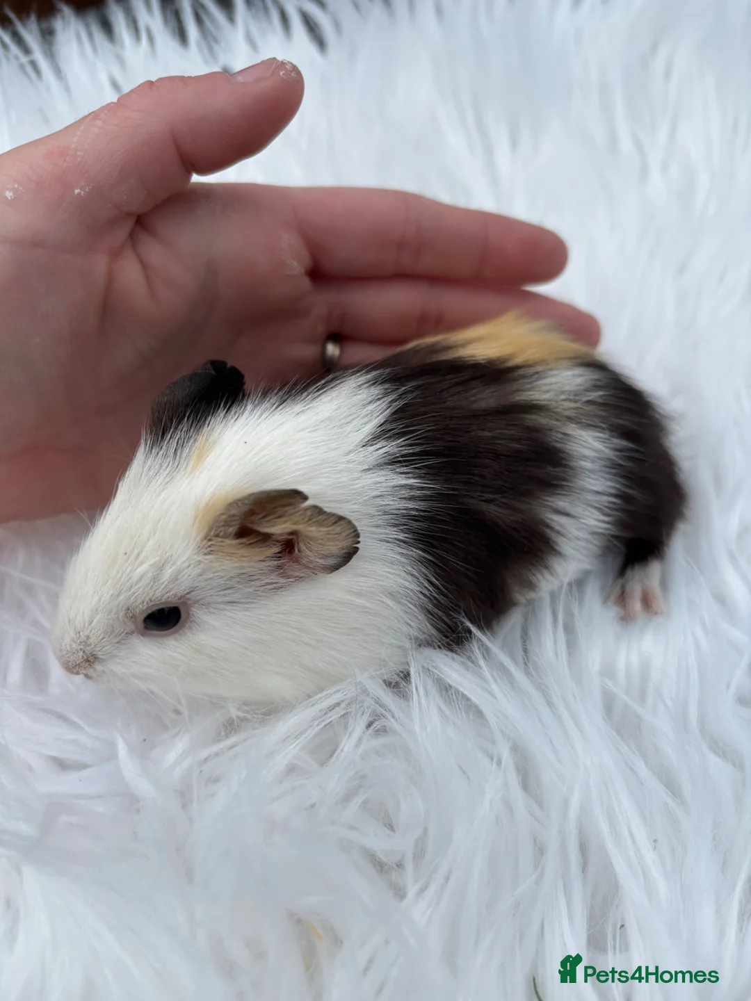 Guinea Pig rodents for sale: Baby guinea pigs  - Advert 2