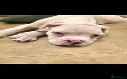 Boxer dogs for sale: Stunning male boxer puppies  - Image 8