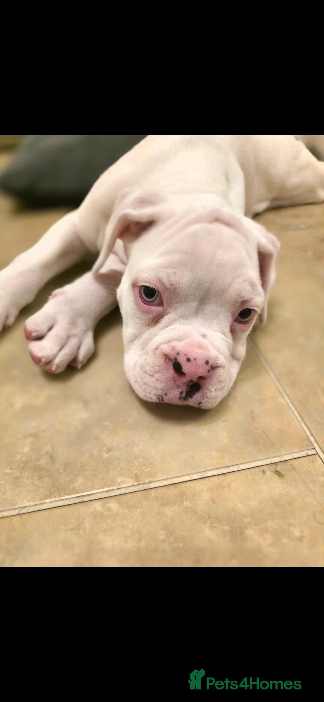 Boxer dogs for sale: Stunning male boxer puppies  - Image 8