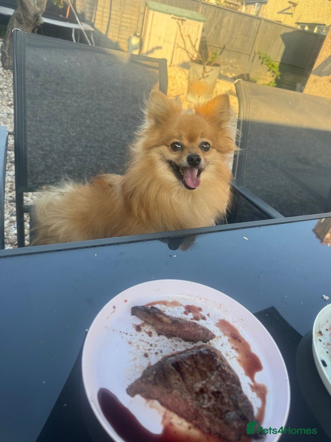 Pomeranian dogs for sale: 7 year old male pomeranian - Image 2