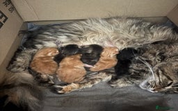 Maine Coon cats for sale: Mainecoon cross  - Image 1