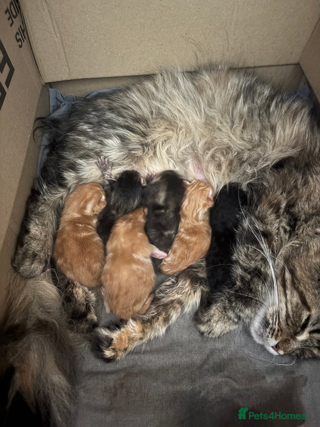 Maine Coon cats for sale: Mainecoon cross  - Image 1