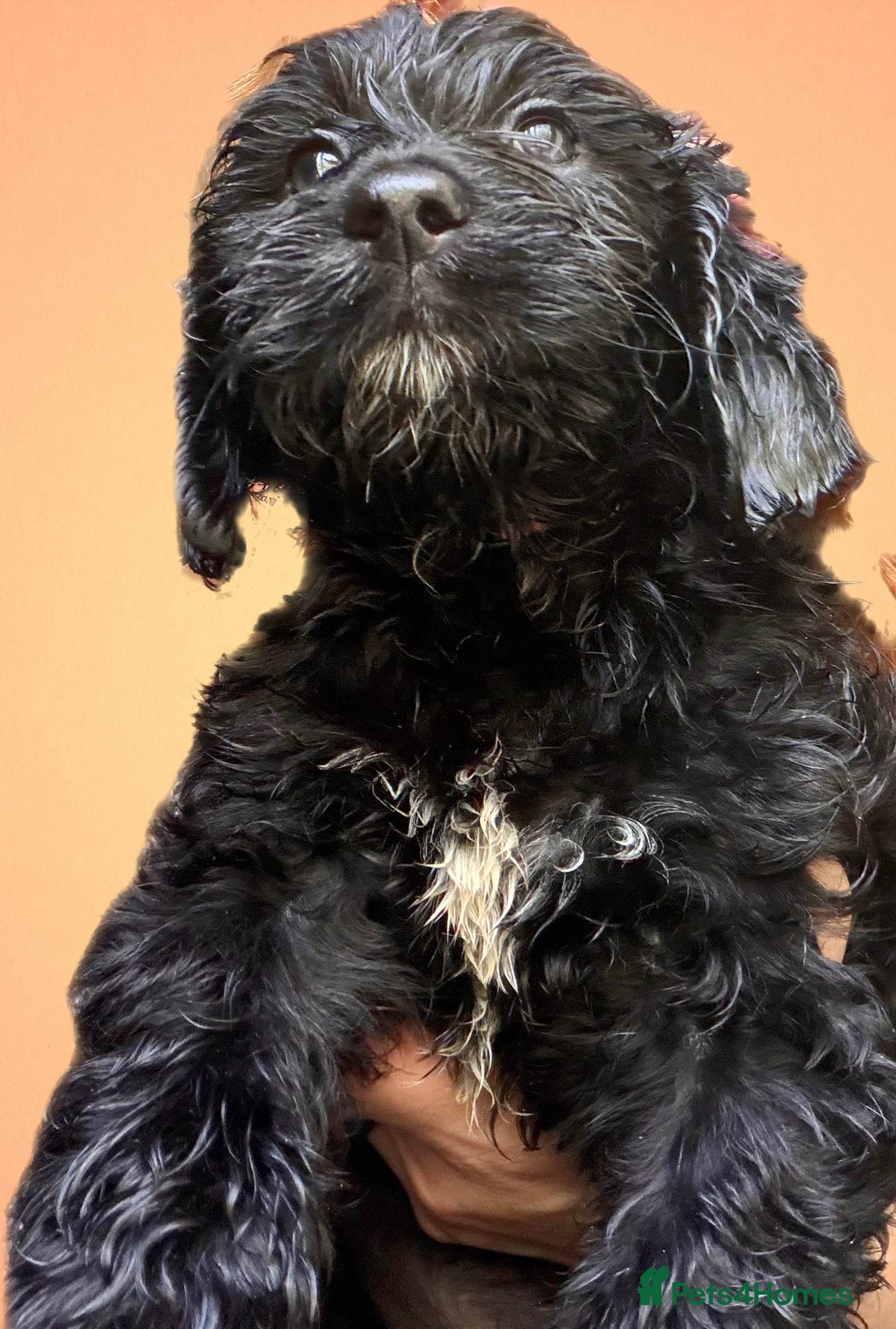 Mixed Breed dogs Stunning litter of Gordon Doodles. - Advert 2