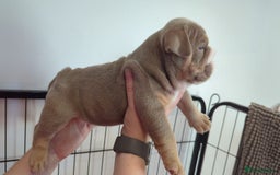 English Bulldog dogs for sale: Chunky English Bulldog Puppies  - Image 13