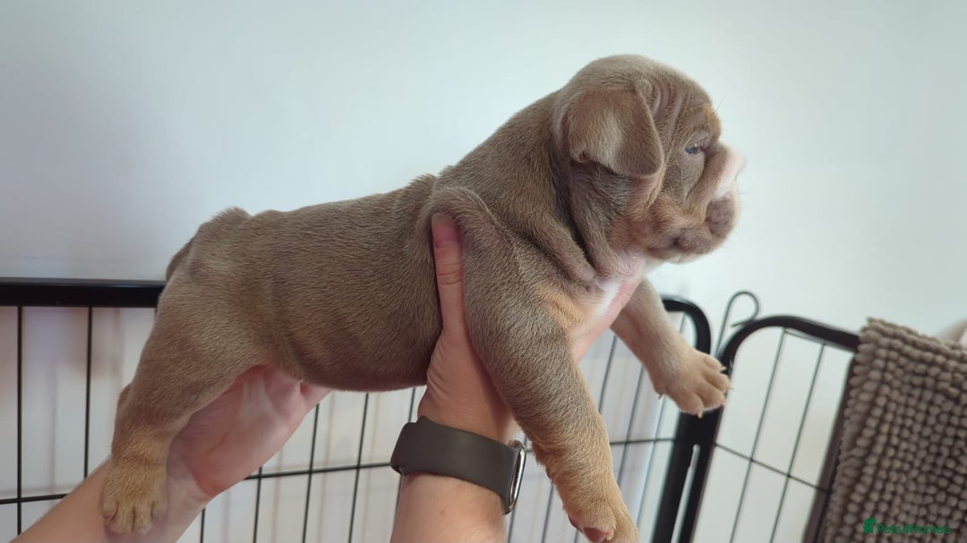 English Bulldog dogs for sale: Chunky English Bulldog Puppies  - Image 13