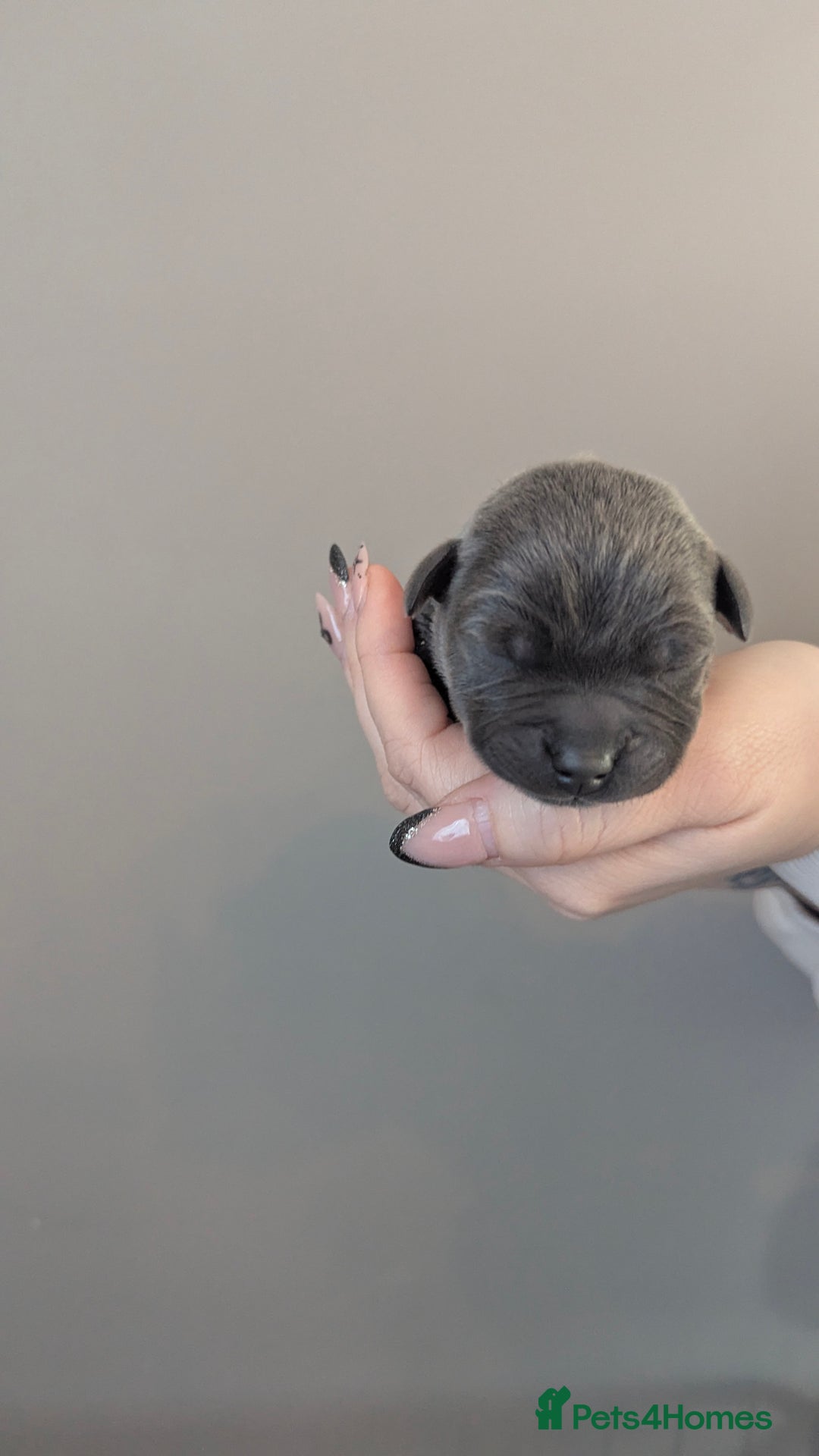 Staffordshire Bull Terrier dogs for sale: Beautiful KC reg Staffordshire bull terriers - Advert 18