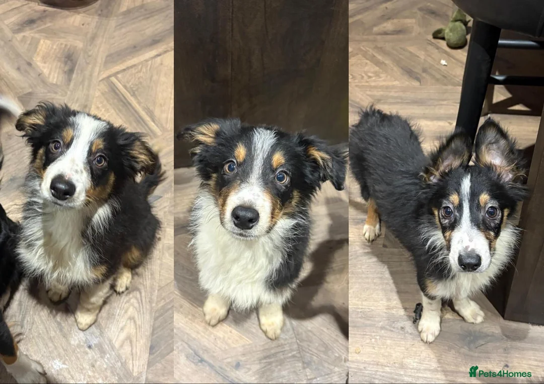 Border Collie dogs for sale: 6 beautiful tri border collie pups for sale  - Advert 1