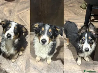 Border Collie dogs 6 beautiful tri border collie pups for sale - Advert 7