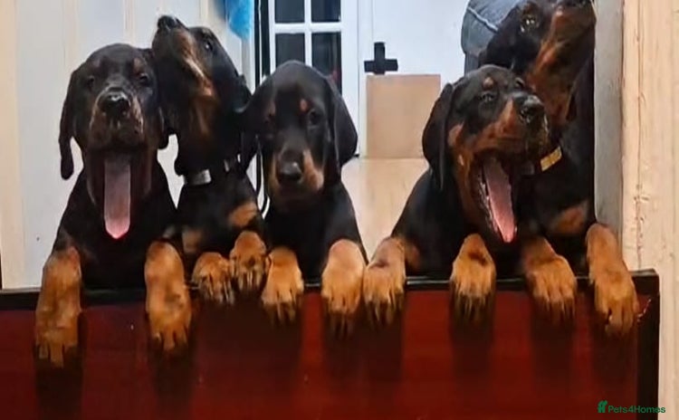 Dobermann dogs - Advert 1