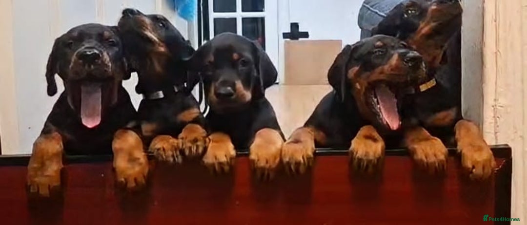 Dobermann dogs for sale: Beautiful Doberman puppies 3 boys 3 girls for sale - Image 1