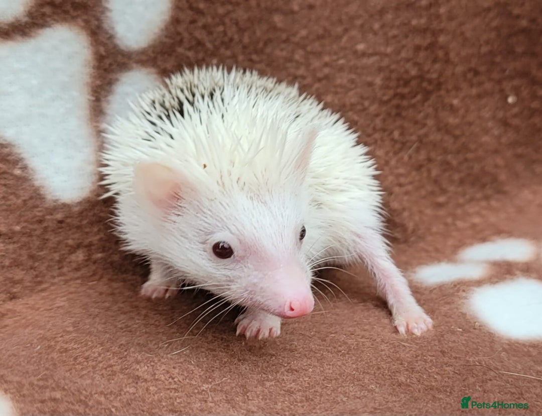 Pygmy Hedgehog rodents for sale: Pygmy hedgehog potential breeding trio  - Image 3