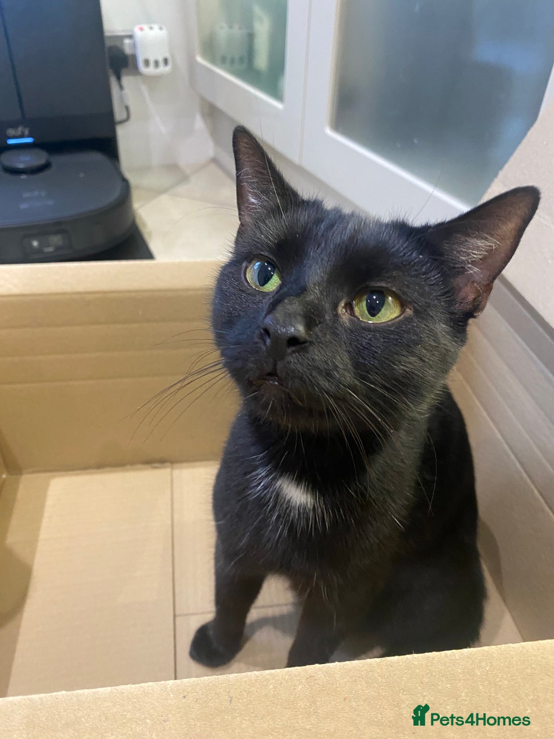 Mixed Breed cats for sale: male kitten - Advert 3