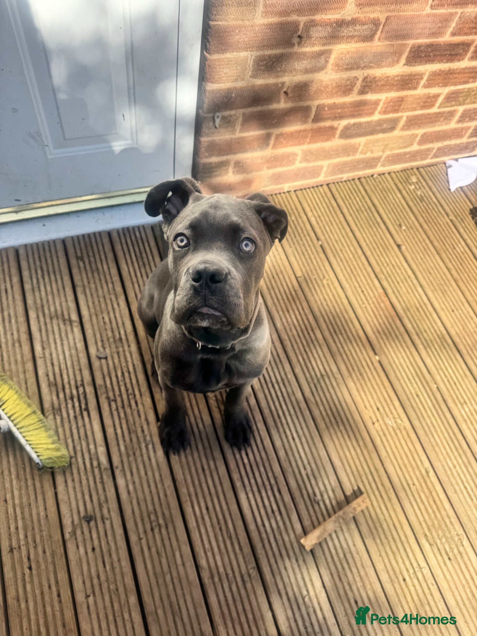 Cane Corso dogs Grey/blue cane corso male  - Advert 15