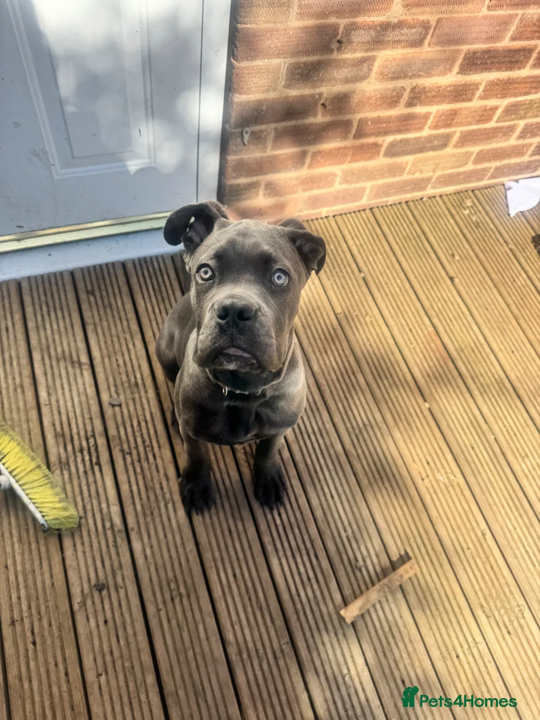 Cane Corso dogs for sale: Grey/blue cane corso male  in Dudley - Advert 1