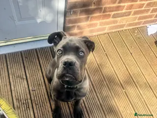 Cane Corso dogs Grey/blue cane corso male - Advert 6