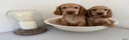 Cocker Spaniel dogs for sale: Show-type cocker spaniels - Advert 4