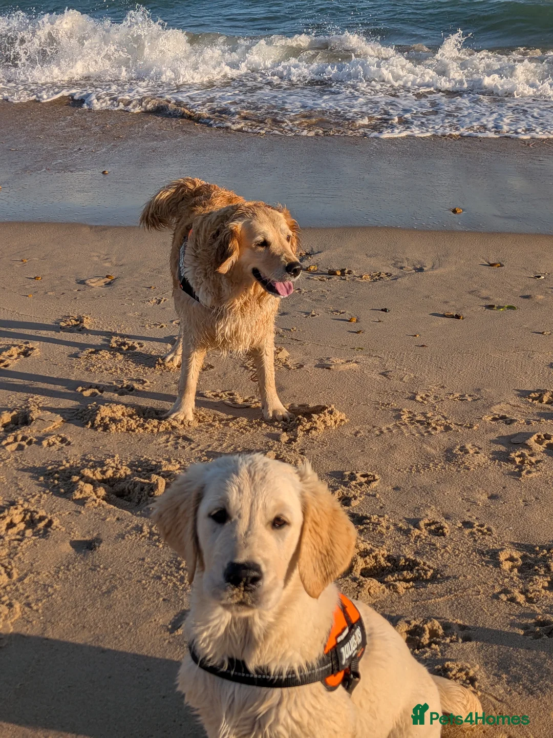 Golden Retriever dogs for sale: KC Male Golden Retriever  in Ringwood - Advert 2