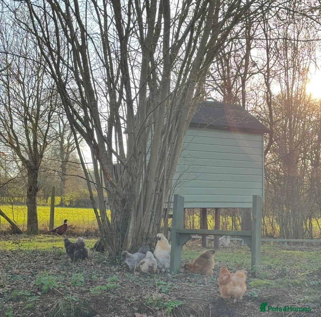 Chickens poultry for sale: 🐣 SILKIE FERTILISED HATCHING EGGS 🐣 - Advert 7