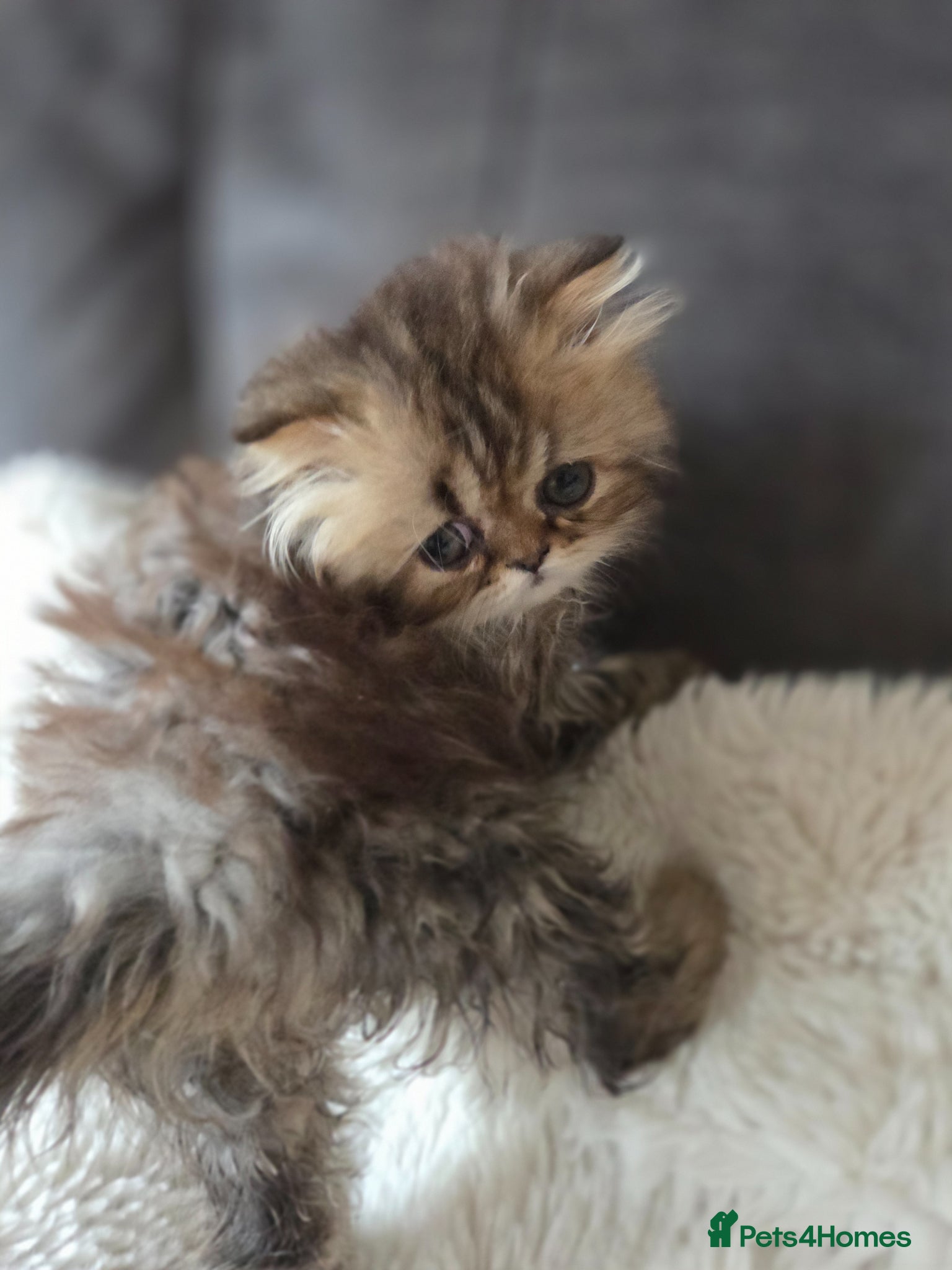 Persian cats for sale: Two Beautiful Persian male kittens  - Advert 5