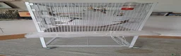 Budgerigars birds for sale: 4 Breeding pair of budgies and chicks in London - Advert 13